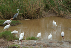 Schmalschnabellöffler (4 von 4).jpg